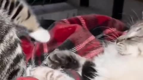 funny pet cats fighting videos. cats amazing quick slap captured...must watch this video