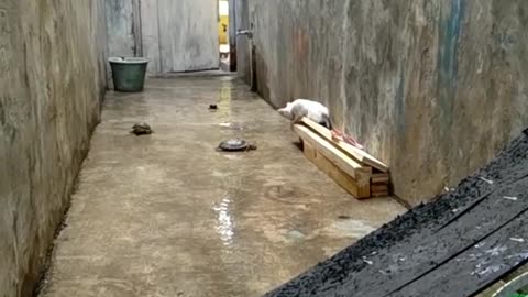 Cat Watching A Turtle Race