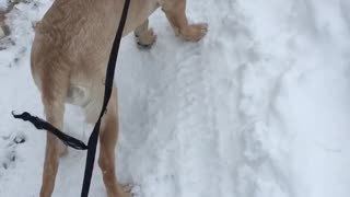 Cute lab puppy plays in the snow