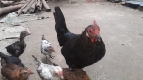 Backyard chicken feeding from hand