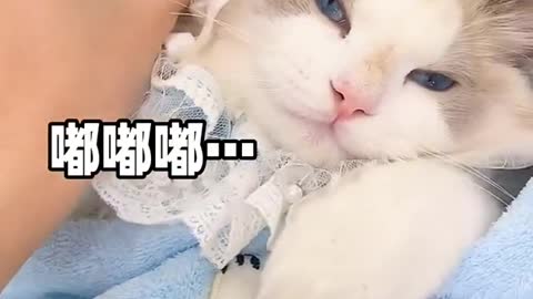 cat meme & kitten (tik tok video]💘 - funny cats meow baby cute compilation [cat-cash home)