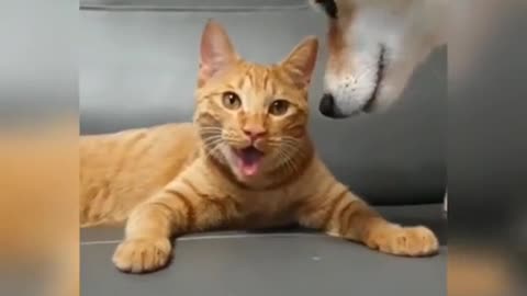 Cats are afraid of being bullied by dogs, so they can only pretend to be dogs