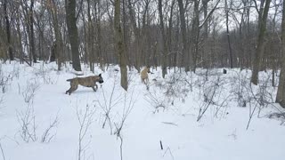 Play time on hike with Great Danes and Parson Russell Terrier