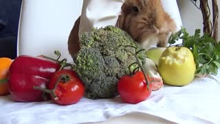 Welcome to the first bunny restaurant in the world Chez Pimousse