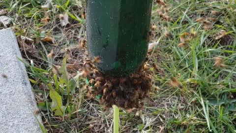 Feeding the Bees