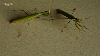 Meeting two mantises - a fight is inevitable