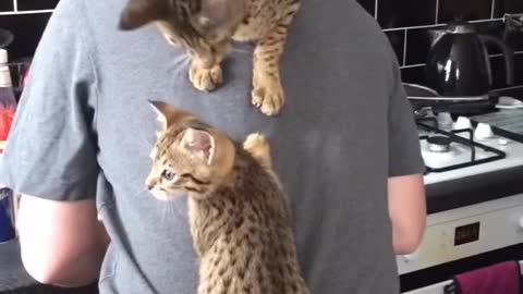 Cats Climb on Owner_s Back