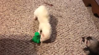Adorable ferrets and a butterfly
