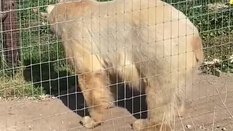 Polar bear at Yorkshire wildlife park