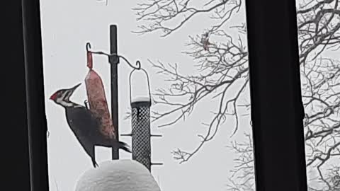 Pleated woodpecker