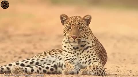 10 Times Leopards Messed With The Wrong Opponent | 10 TIMES ANIMALS MESSED WITH THE WRONG OPPONENT!