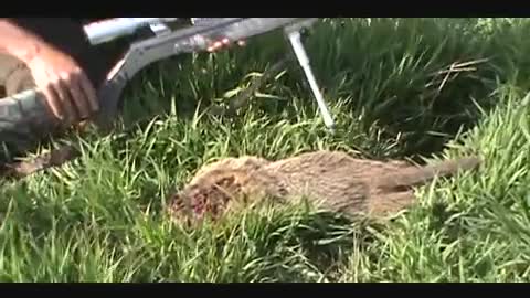 Groundhog Hunt 11 50 cal muzzleloader