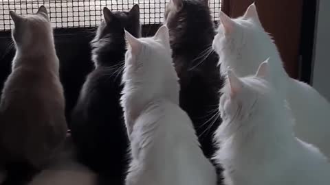 Cats whenever its delivery day