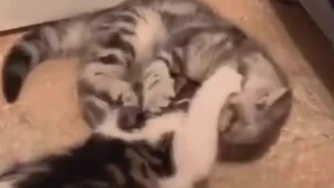 videos funny cat part 9