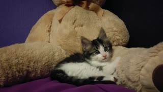Kitten preciously kneads giant teddy bear