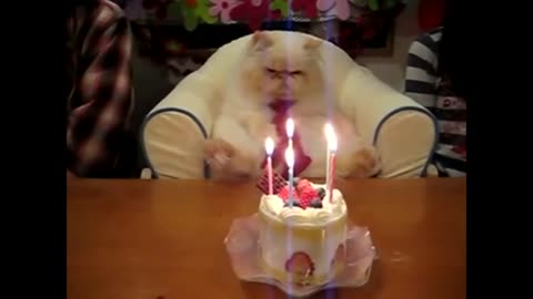 Angry cat celebrating his birthday