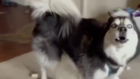 Dramatic Husky Clips | Funny and Cute Huskies being Dramatic