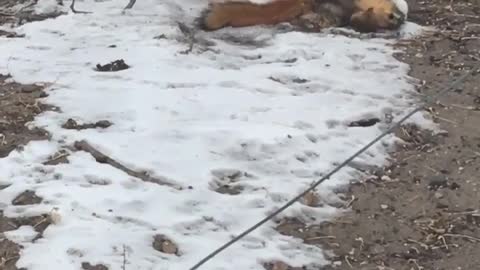 Squirrel Trying to Stop an Aggressive Weasel