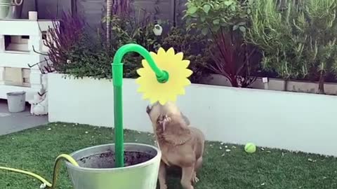 French Bulldog plays with sprinkler in epic slow motion