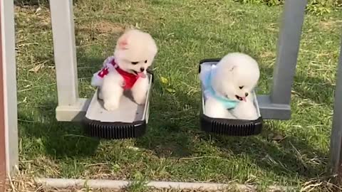 Cute dog playing on a swing~ Amazing! Oh no, that looks like some kind of gym equipment