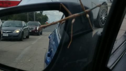 Texas GIANT Walking Stick pt2