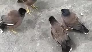 BIRDS SERIOUSLY TALKING
