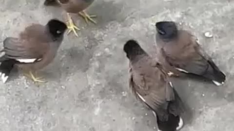 BIRDS SERIOUSLY TALKING