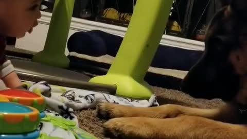 German Shepherd Has Sweet Friendship With Baby Best Friend