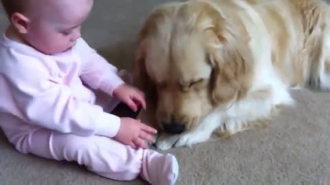 Dog and baby fun play