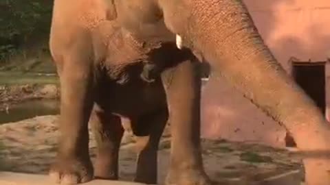 Elephant video #shorts #funny
