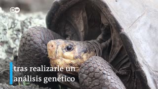 Increíble hallazgo de tortuga que se creía extinta hace 100 años [Video]