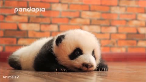 Cute Baby Pandas Playing Compilation