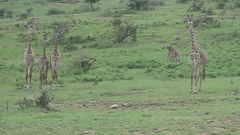 Family of giraffes in the rain