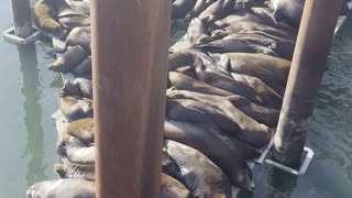 Sea Lions Squeeze Onto Dock for Naptime