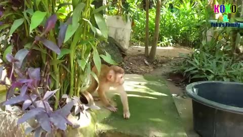 Cute Little Baby Monkey Yoko Activity Fun Playing With Friend Puppies Before Routine Bathing