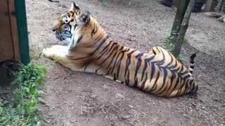 Angry Tiger Growl