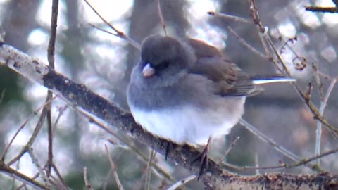 Dark-eyed Junco