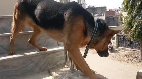 Angry German Shepherd Barking on Cows