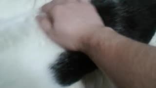 petting my cat