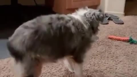 Doggy dancing