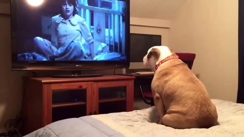 Bulldog watches a horror movie, does something INCREDIBLE during scary scene