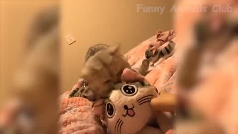 funny cats animals video for rumble