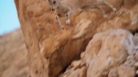 Predators go crazy with these tricks! Nubian Ibex is the climbing expert!