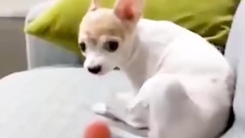 Dog’s Reaction In The Face Of The Middle Finger 😂 So Funny