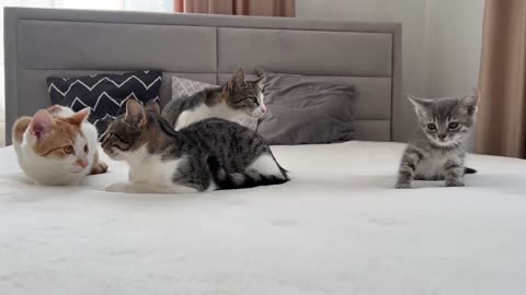 "Funny Cats Meet Tiny Kitten For The First Time!"