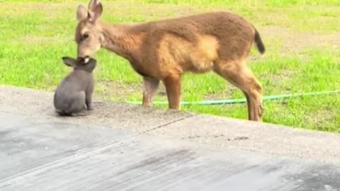 A real-life Bambi and Thumper.. 😊