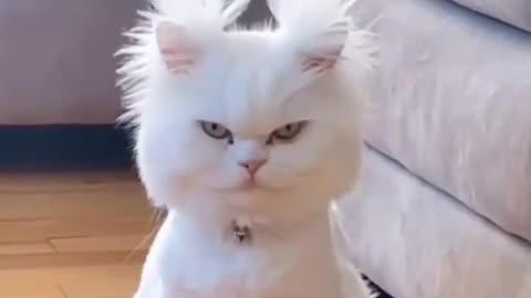 Have you ever seen a Angry cat 🙀