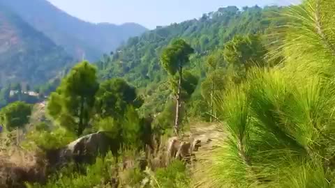 Nature Beauty of Jowar Buner Kpk