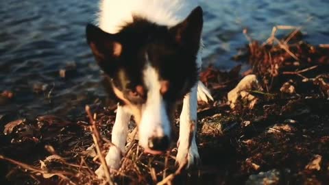 Dog Playing On The Sea Shore - Relaxation Video - Dog Funny Videos - Funny Slow motion Videos