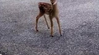 Baby Deer Wants To Meet Dog